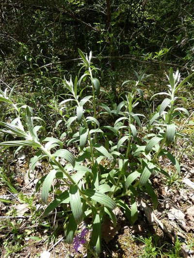 Lithospermum molle, photographed by Alaina Krakowiak