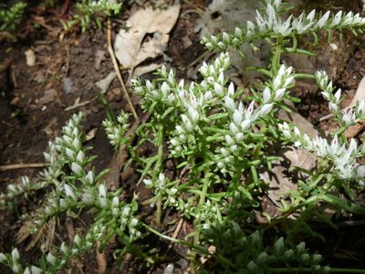 Sedum pulchellum, photographed by Alaina Krakowiak