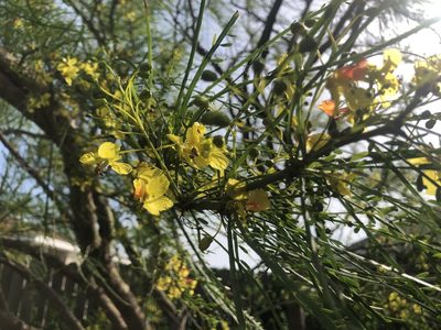 Parkinsonia aculeata, photographed by Neesy Tompkins