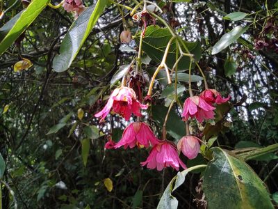 Vallea stipularis, photographed by sandy-espinozaf