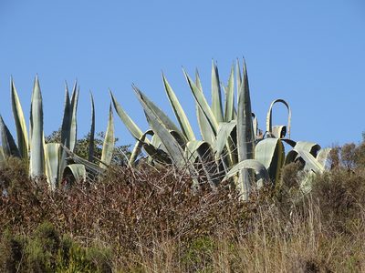 Agave americana, photographed by Shaun Swanepoel