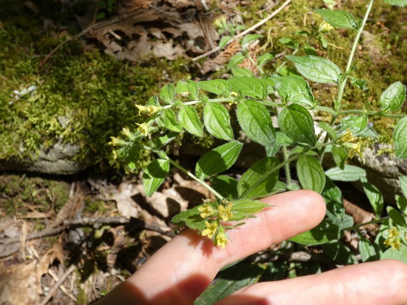 Lithospermum tuberosum, photographed by Alaina Krakowiak