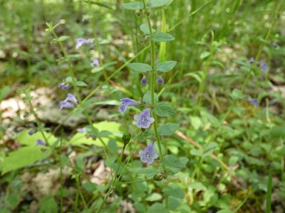 Scutellaria parvula, photographed by Alaina Krakowiak