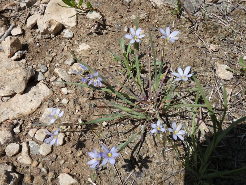 Sisyrinchium albidum, photographed by Alaina Krakowiak