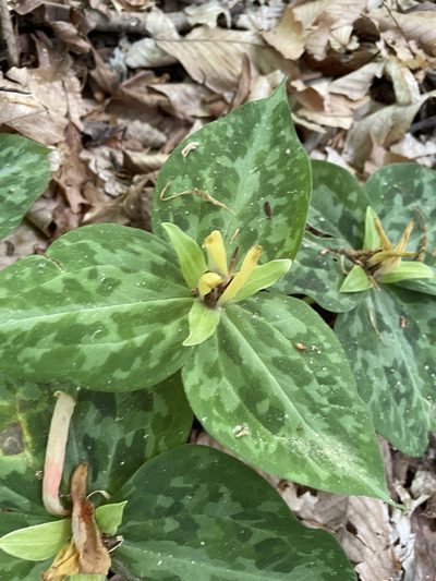 Trillium discolor, photographed by Eli Dickerson