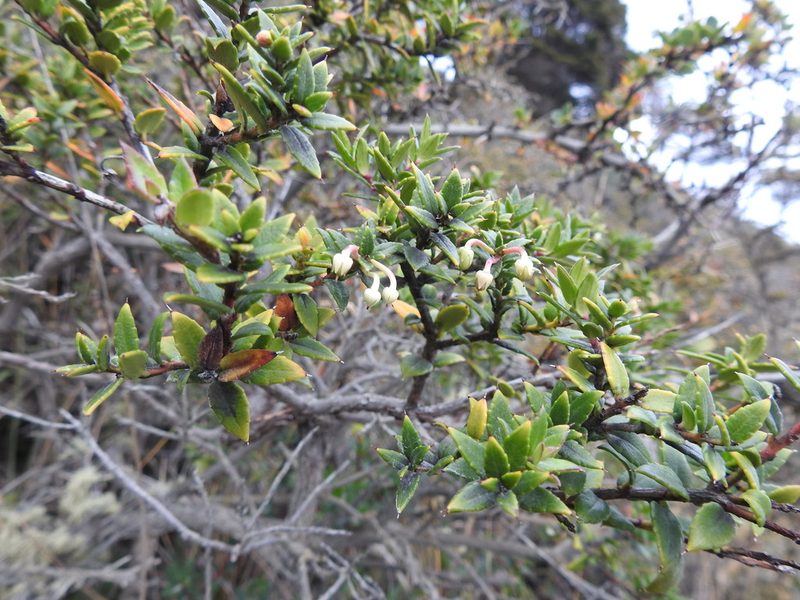 Gaultheria mucronata, photographed by María Regina Silva