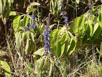 Coleus barbatus, photographed by Shaun Swanepoel