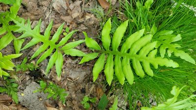 Lorinseria areolata, photographed by snail_hiker