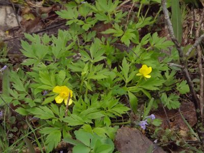 Ranunculus carolinianus, photographed by Lexi Destria