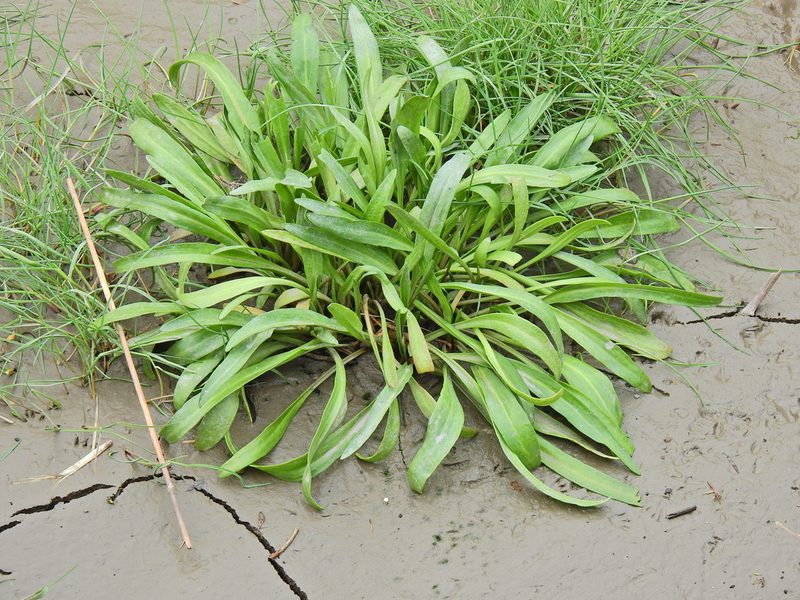 Tripolium pannonicum, photographed by Susan Marley