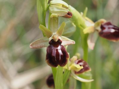 Ophrys sphegodes, photographed by Michael Knapp