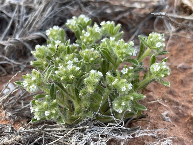 Cryptantha crassisepala, photographed by Robbie Hannawacker