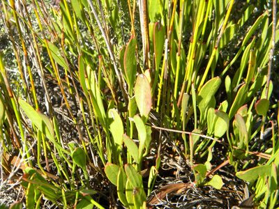 Centella glabrata, photographed by Tim Kirsten