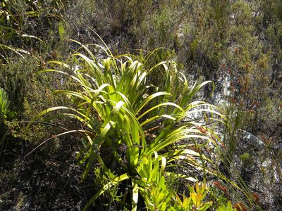 Tetraria thermalis, photographed by Tim Kirsten