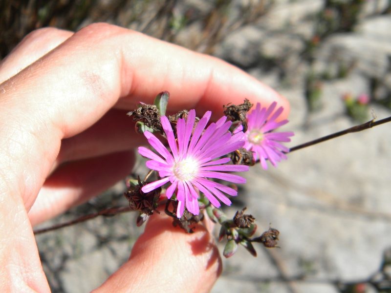 Lampranthus glomeratus, photographed by Tim Kirsten