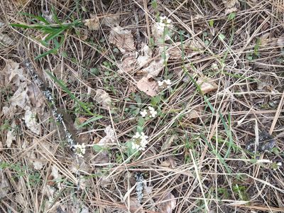 Noccaea fendleri, photographed by Gabbie Byers