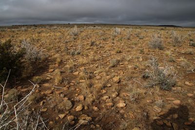 Aristida diffusa, photographed by Tony Rebelo