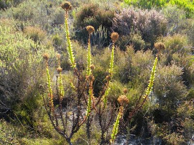 Pseudoselago serrata, photographed by Tim Kirsten