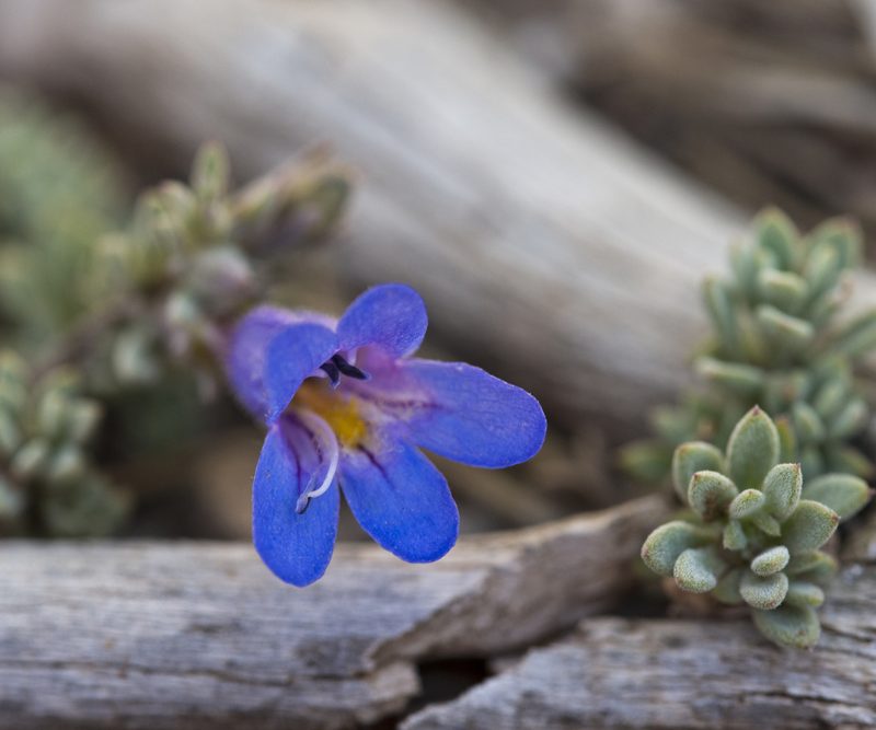 Penstemon thompsoniae, photographed by Robbie Hannawacker