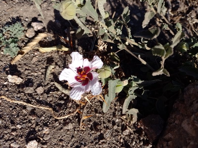 Pavonia aurigloba, photographed by Tomás Carranza Perales