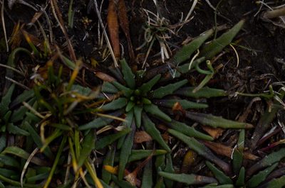 Plantago tubulosa, photographed by Alejandro Bruno Miranda-Calle