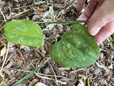 Smilax glauca, photographed by Eli Dickerson