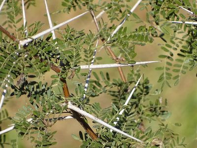 Vachellia karroo, photographed by Shaun Swanepoel