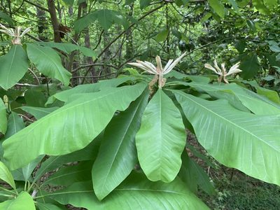 Magnolia tripetala, photographed by Ashwin Srinivasan