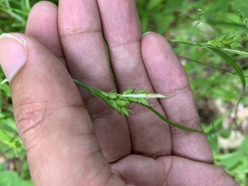 Carex amphibola, photographed by Ashwin Srinivasan