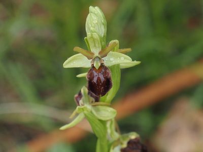 Ophrys sphegodes, photographed by Michael Knapp