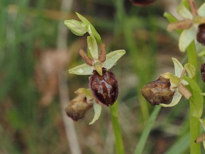 Ophrys sphegodes, photographed by Michael Knapp