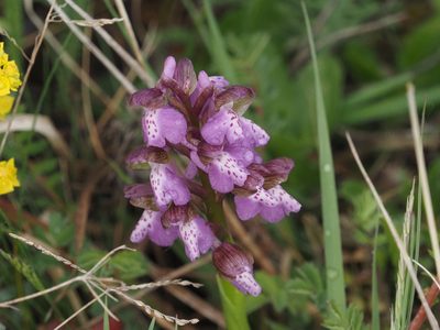 Anacamptis morio, photographed by Michael Knapp