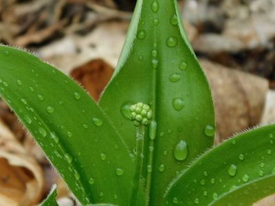 Clintonia umbellulata, photographed by Michael J. Papay