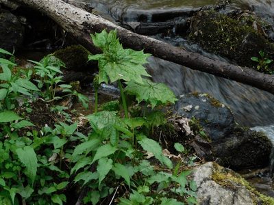 Podophyllum cymosum, photographed by Michael J. Papay