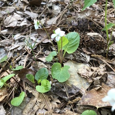 Viola primulifolia, photographed by Joe Hastings