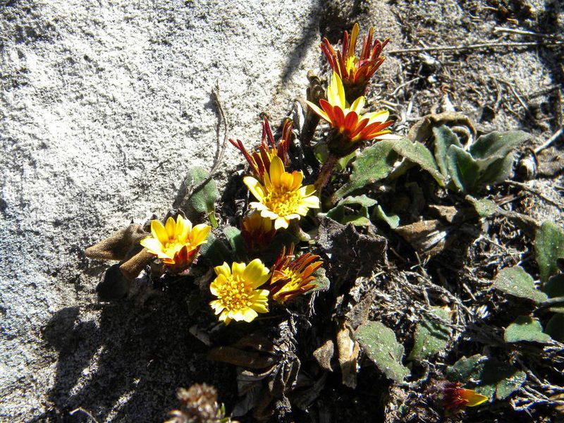 Haplocarpha lanata, photographed by Tim Kirsten