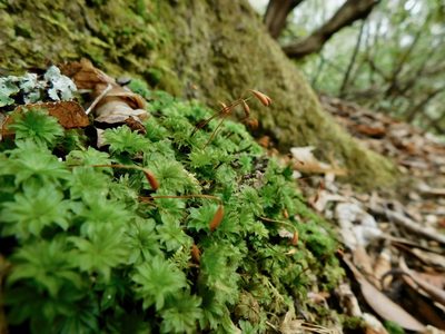 Rhodobryum ontariense, photographed by Michael J. Papay