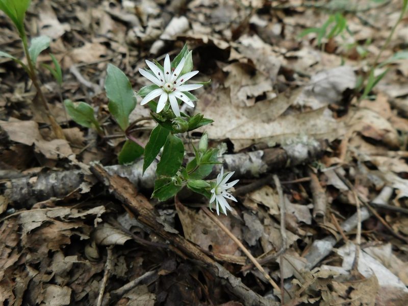 Stellaria corei, photographed by Michael J. Papay