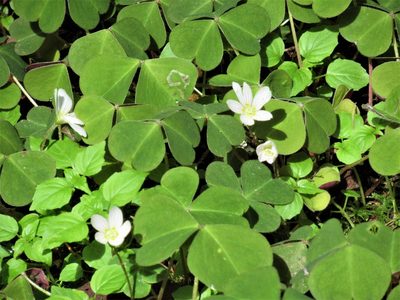 Oxalis oregana, photographed by sprcrkwild