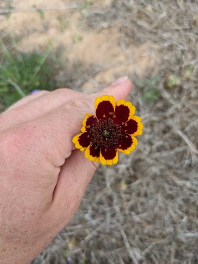 Thelesperma burridgeanum, photographed by Cleveland Powell