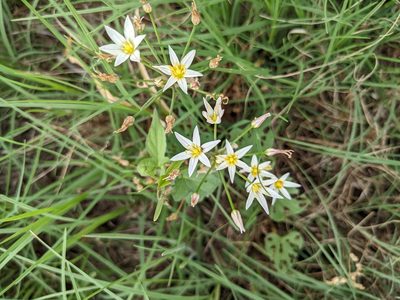 Nothoscordum bivalve, photographed by Cleveland Powell