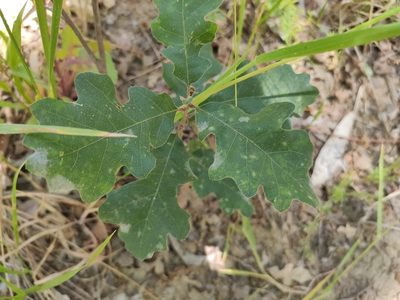 Quercus lobata, photographed by Roxanne L