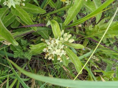 Asclepias oenotheroides, photographed by Cleveland Powell