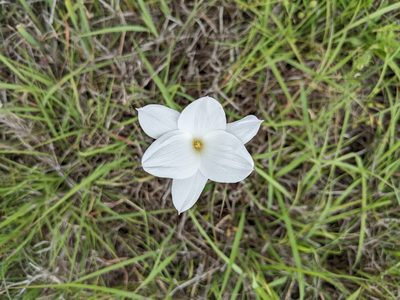 Zephyranthes drummondii, photographed by Cleveland Powell