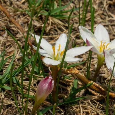 Zephyranthes fosteri, photographed by Alberto Sánchez