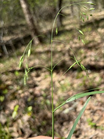 Poa wolfii, photographed by Nathan Aaron