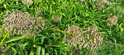 Agapanthus praecox, photographed by Halema J