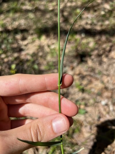 Poa wolfii, photographed by Nathan Aaron
