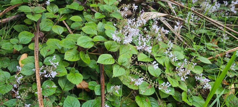 Plectranthus ciliatus, photographed by Halema J