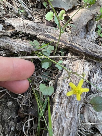 Ranunculus harveyi, photographed by Nathan Aaron